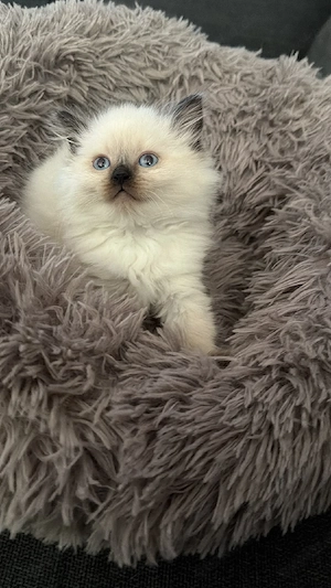 Ragdoll Kitten 
