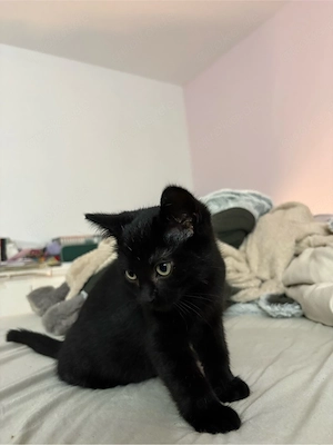    Kleiner Kater sucht ein liebevolles Zuhause!   