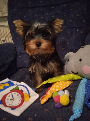 Yorkshire Terrier Welpen