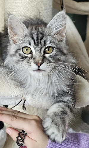 Einzigartige XL Maine Coon's Kitten    