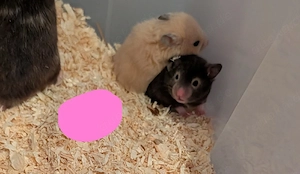 Gold und Teddyhamster Babys 