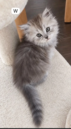 Radgoll Kitten suchen ein neues Zuhause