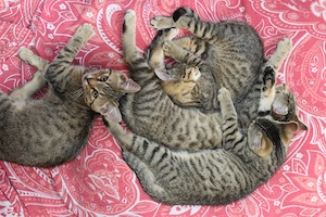 Bengalkatze Hauskatze mix