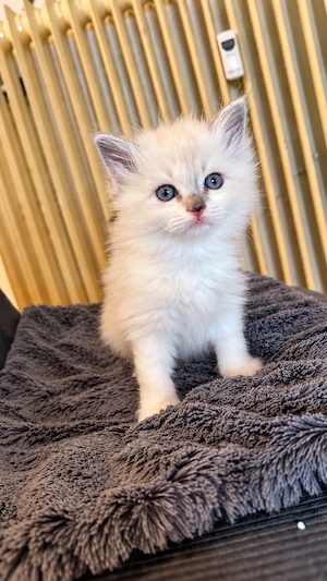 Zauberhafte Heilige Birma Kitten - noch 2 Katzen verfügbar