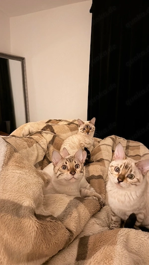 Wunderschöne weiße Bengal-Kitten suchen ein liebevolles Zuhause