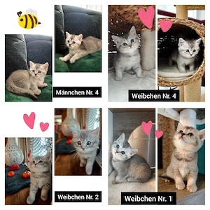 4 BKH Kitten abgabereit