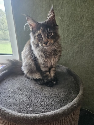 Maine Coon zu verkaufen 