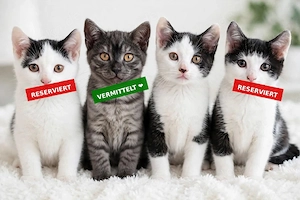 BKH Mix Kitten - 3 Kater weiß-schwarz + 1 Kätzchen grau - 25.  Herborn   Siegbach
