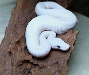 0.1 Lesser Mojave Pastel Het Clown pos Stranger pos Clown NZ 26