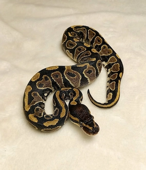 0.1 Blackhead NZ 26