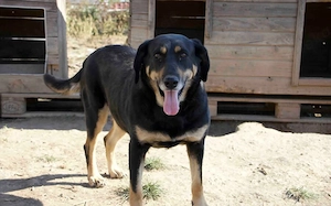 Ruhige und schüchterne Seele Dakota 