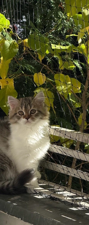 Perserkatzen