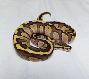0.1 Enchi Fire Orbit Quake pos Het Black Lace NZ 26