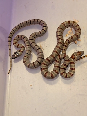 1.1 Lampropeltis leonis nz 26 