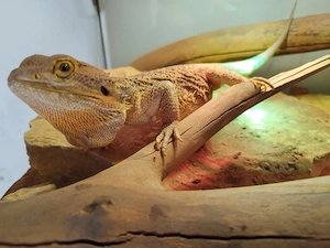 Bartagame männlich