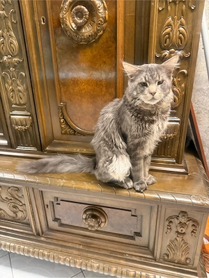 main coon kater
