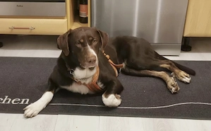Chups eine wunderschöne liebe Labrador Aussie Mix Hündin 