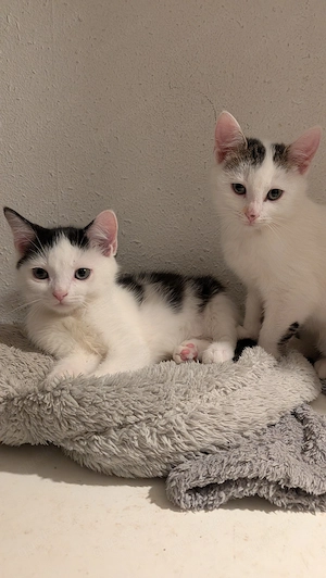 Mix kitten 12 wochen