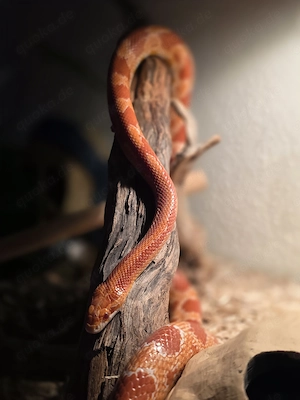 Kornnatter Amel (Albino) 0.1