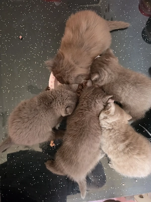 katzen 5 Brite