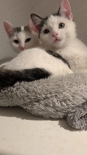 Mix Kitten