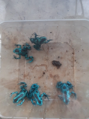 5er Gruppe Dendrobates Auratus el Cope