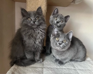 Bkh-Birma Kitten auszugsbereit