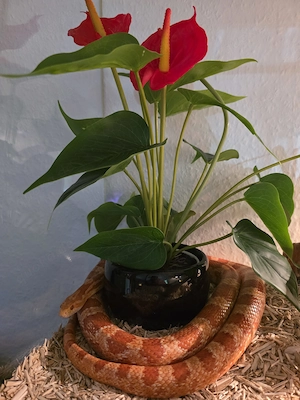 "Kornnatter Amel (Albino) 1.0"