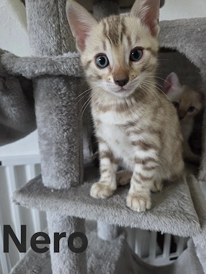 Bengalkitten suchen verantwortungsvolles Zuhause