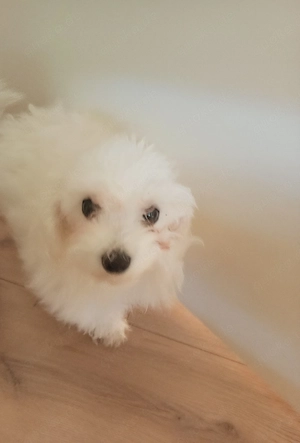 Bichon Malteser Toys mini 