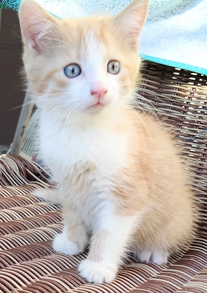  Maine-Coon-Mix- suchen ein liebevolles Zuhause 