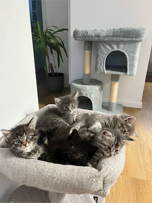 Maine Coon Mix - Neva Masquerade 