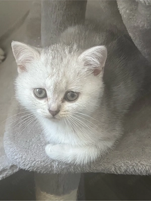 3 süße Kitten 
