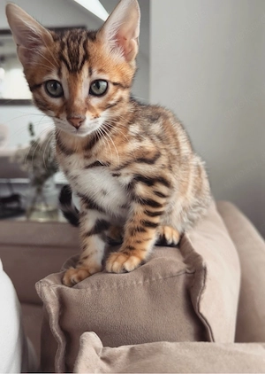 Süße Bengal Kitten abzugeben!