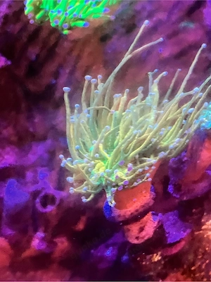 euphyllia holy grail ableger meerwasser korallen 