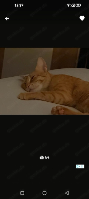 Katze (1Jahr) abzugeben
