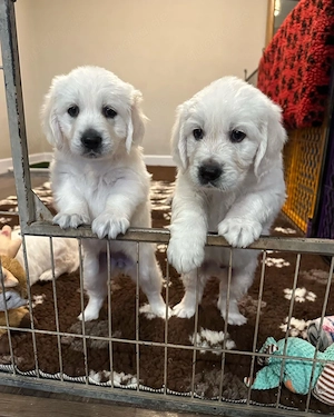 Traumhafte Golden-Retriever-Welpen, 12 Wochen alt