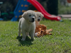 Wunderschöne Golden-Retriever-Welpen   12 Wochen alt