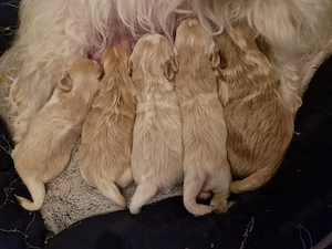 Maltipoos Wurf