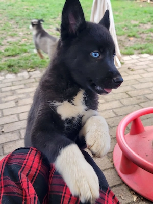 Huskymixwelpen suchen ein Körbchen für immer