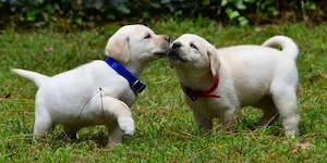 Labrador-Retriever-Welpen abzugeben