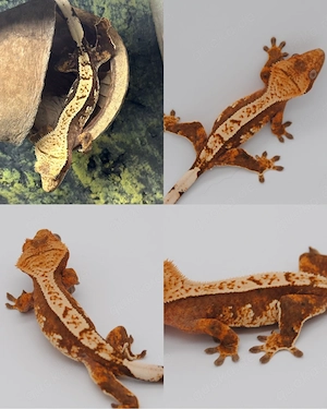 Kronengecko Red Harlequin poss. Female