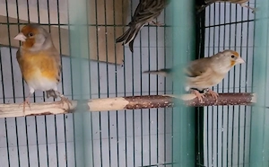Kanarienvogel gutte Sänger. 