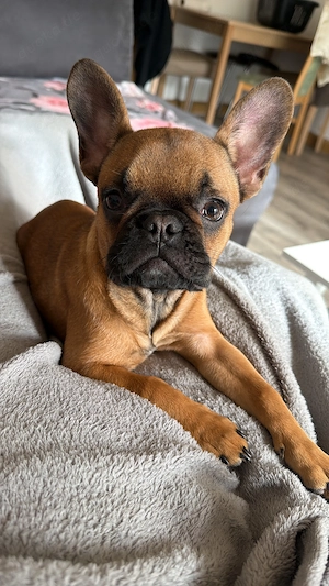Ich verkaufe schweren Herzens meine französische Bulldogge 