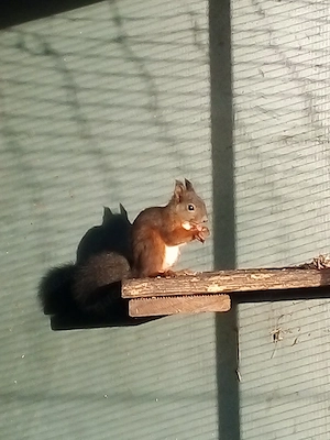 Eichhörnchen Bock