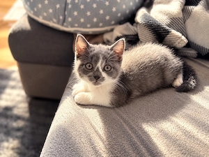    Katze sucht ein neues Zuhause   