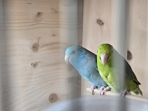 Sperlingspapagei 