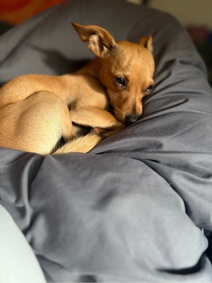 Jimmy Toy Pinscher