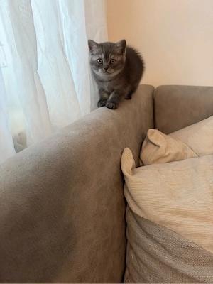 Britisch Kurzhaar Kitten Reinrassig