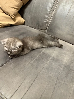 Britisch Kurzhaar Kitten Reinrassig